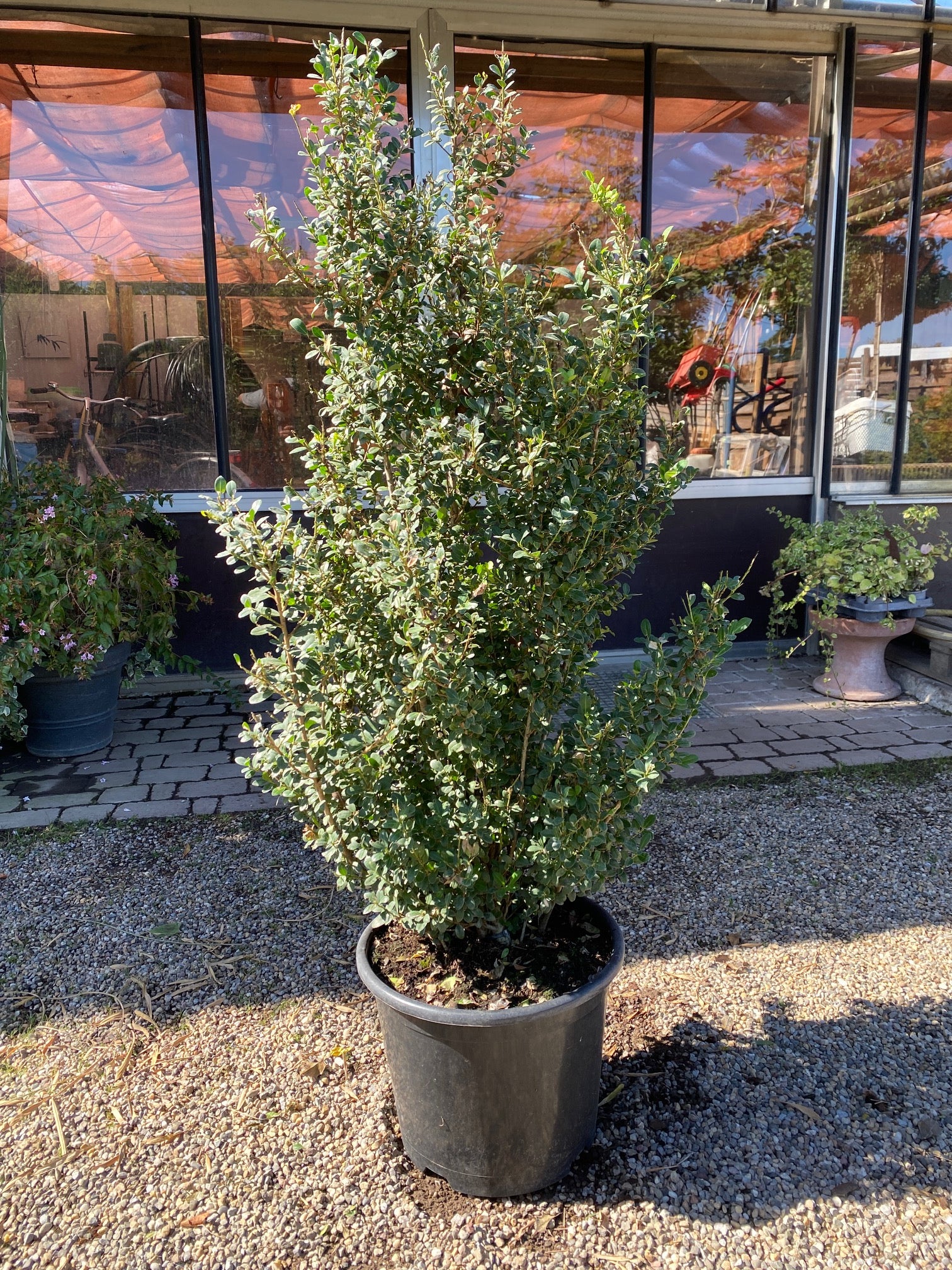 Kleinlaubige Japan-Hülse 'Green Hedge' / Ilex crenata 'Green Hedge'